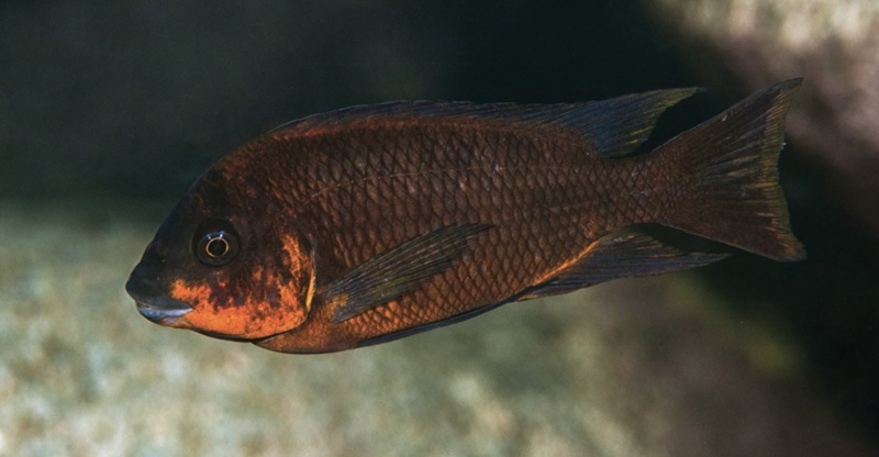 Petrochromis sp. 'red' Luagala Point